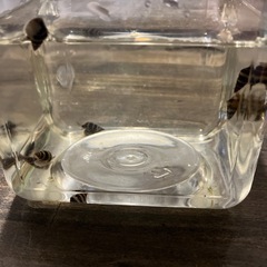 スネールキラースネールの画像