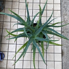 65-キダチアロエ　⑧-3本立ての画像