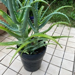 65-キダチアロエ　⑧-3本立ての画像