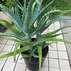 65-キダチアロエ　⑧-3本立ての画像