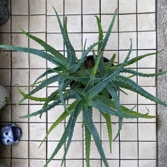 65-キダチアロエ　⑧-3本立ての画像