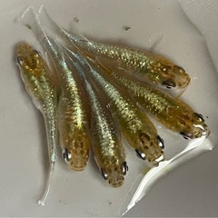 エメラルドフィンダークめだか 若魚 10匹の画像