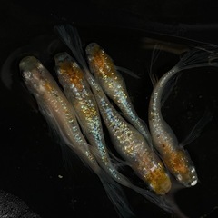 獅子流しめだか 稚魚10匹の画像