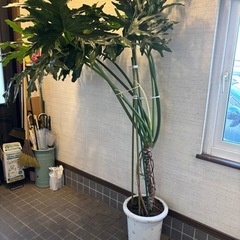 ②⭕️希少！超大型モンステラ属のマドカズラ⭕️健康を呼ぶ葉🌱の画像