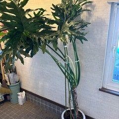 ②⭕️希少！超大型モンステラ属のマドカズラ⭕️健康を呼ぶ葉🌱の画像