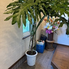 ②⭕️希少！超大型モンステラ属のマドカズラ⭕️健康を呼ぶ葉🌱の画像