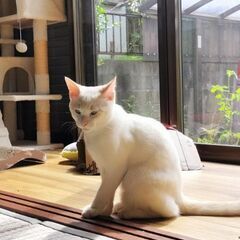 お育て下さる方探しております！の画像
