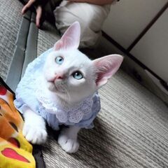 お育て下さる方探しております！ − 福岡県