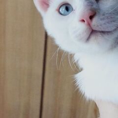 お育て下さる方探しております！ - 猫