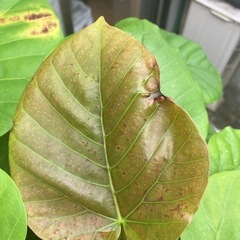 ウンベラータ　観葉植物　の画像