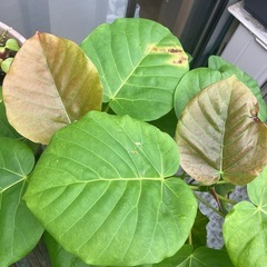 ウンベラータ　観葉植物　の画像