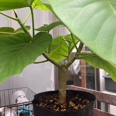 ウンベラータ　観葉植物　の画像