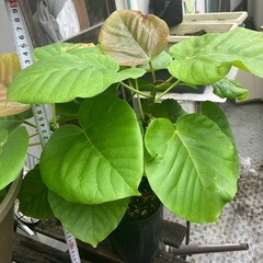 ウンベラータ　観葉植物　の画像