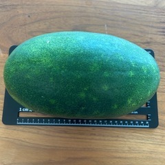 冬瓜　とうがんの画像