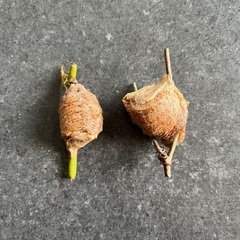 カマキリの卵の画像
