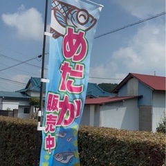 めだか　の画像