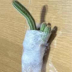 サボテン一株
の画像