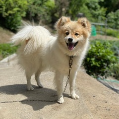 家族募集してます！　雑種のオスです　5歳(?)