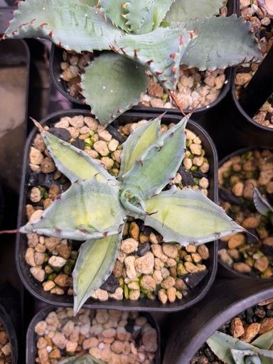 最終値下げ‼️アガベ　コロラータ　中斑　斑入り