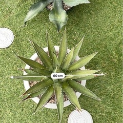 アガベ　パープソラム　中斑　大株の画像