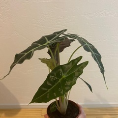 観葉植物（アロカシア・アマゾニカ）の画像
