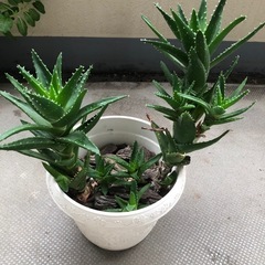 アロエ　多肉植物の画像