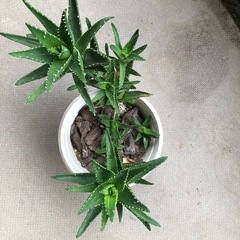 アロエ　多肉植物の画像