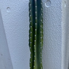 柱サボテン　鬼面角の画像