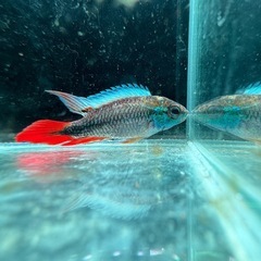 アピストグラマ　ブルーフレーム　稚魚ペア　3000えん3000円の画像