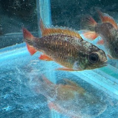 アピストグラマ　ブルーフレーム　稚魚ペア　3000えん3000円の画像