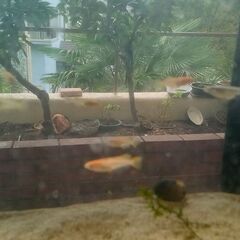 改良メダカの幼魚ミックス　10匹程度の画像