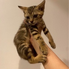 アメショ柄の可愛い男の子😼２ヶ月【見学大歓迎】妹ちゃんもよ…