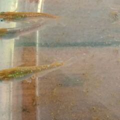レッドクリフダークタイプ　幼魚めだか　６匹の画像