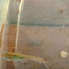 レッドクリフダークタイプ　幼魚めだか　６匹の画像