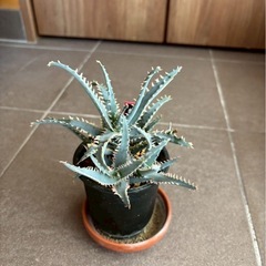 ALOE BLUE SHARKの画像