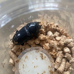 ゴードン血統　オオクワガタ♀の画像