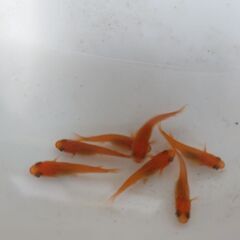 ✨紅帝✨の画像