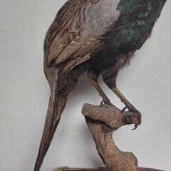 きじ剥製置物の画像