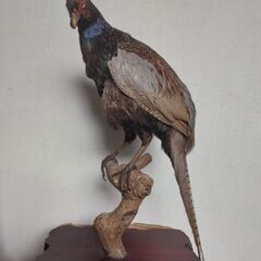 きじ剥製置物の画像
