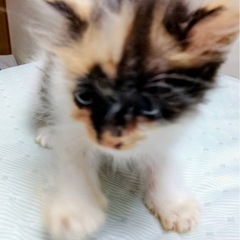 募集中‼️三毛猫　フワフワ長毛