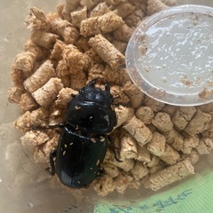 ゴードン血統　オオクワガタ♀の画像