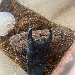 ゴードン血統　オオクワガタ♂の画像