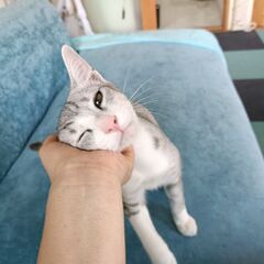 スリゴロ♪サバ白男の子♪