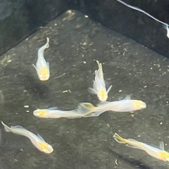 つぼみ　メダカ　2ペアの画像