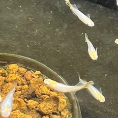 つぼみ　メダカ　2ペアの画像