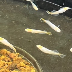 つぼみ　メダカ　2ペアの画像