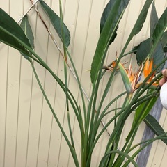 観葉植物　ストレチア　レギネ　大株の画像