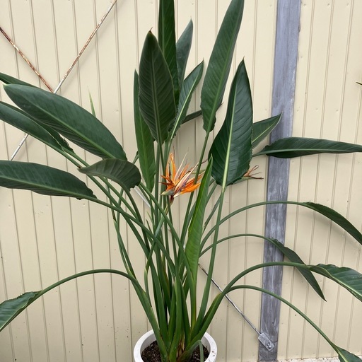 観葉植物　ストレチア　レギネ　大株　極楽鳥花