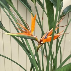 観葉植物　ストレチア　レギネ　大株の画像