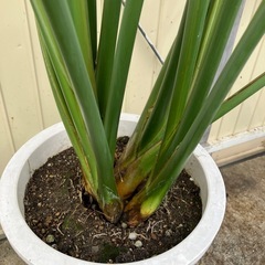 観葉植物　ストレチア　レギネ　大株の画像